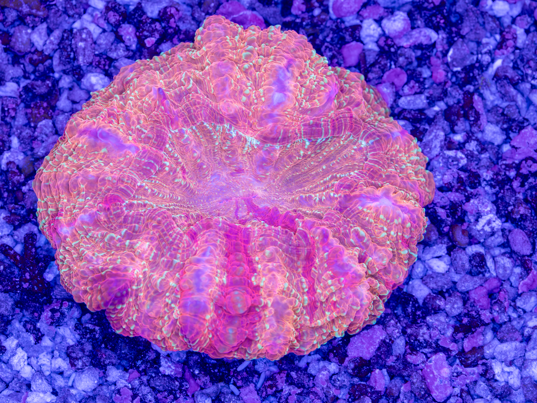 Ultra Acantho WYSIWYG
