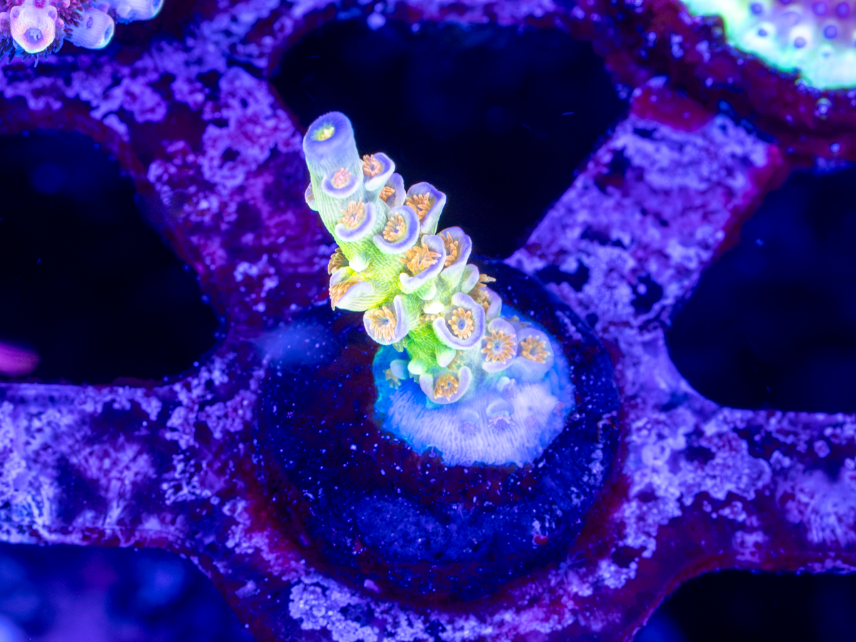 Sexy Corals Orange Passion Acro WYSIWYG