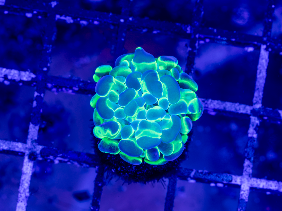 BEC Reverse Hologram Hammer WYSIWYG