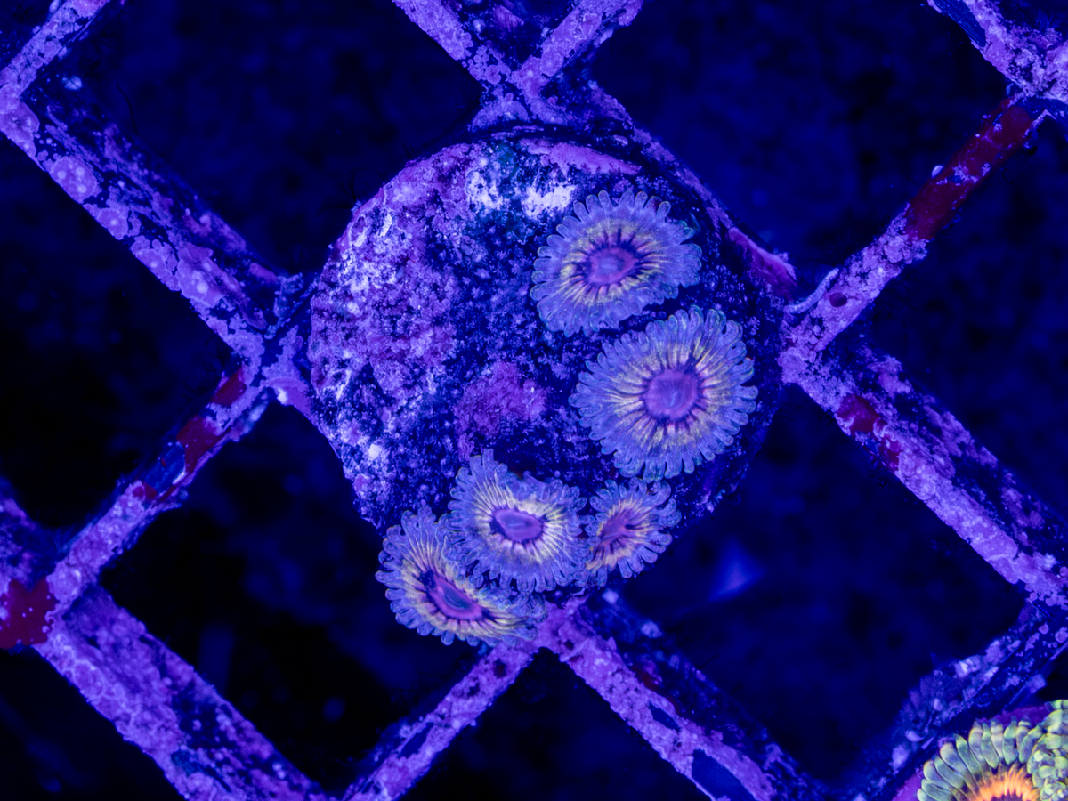 Queen Strats Zoa WYSIWYG (4-6 Polyps)