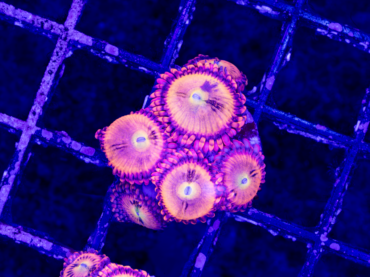 Halle Berry Zoa WYSIWYG (4-6 Polyps)