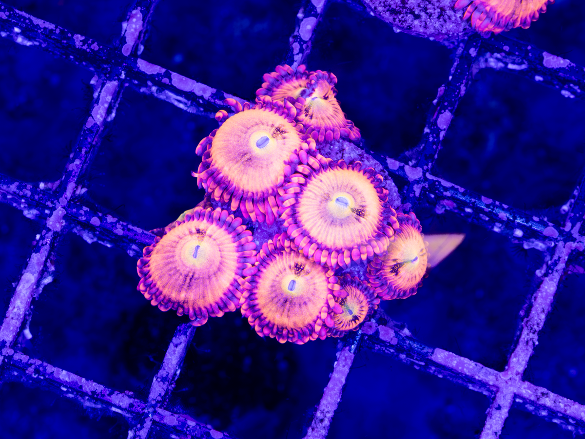 Halle Berry Zoa WYSIWYG (4-6 Polyps)