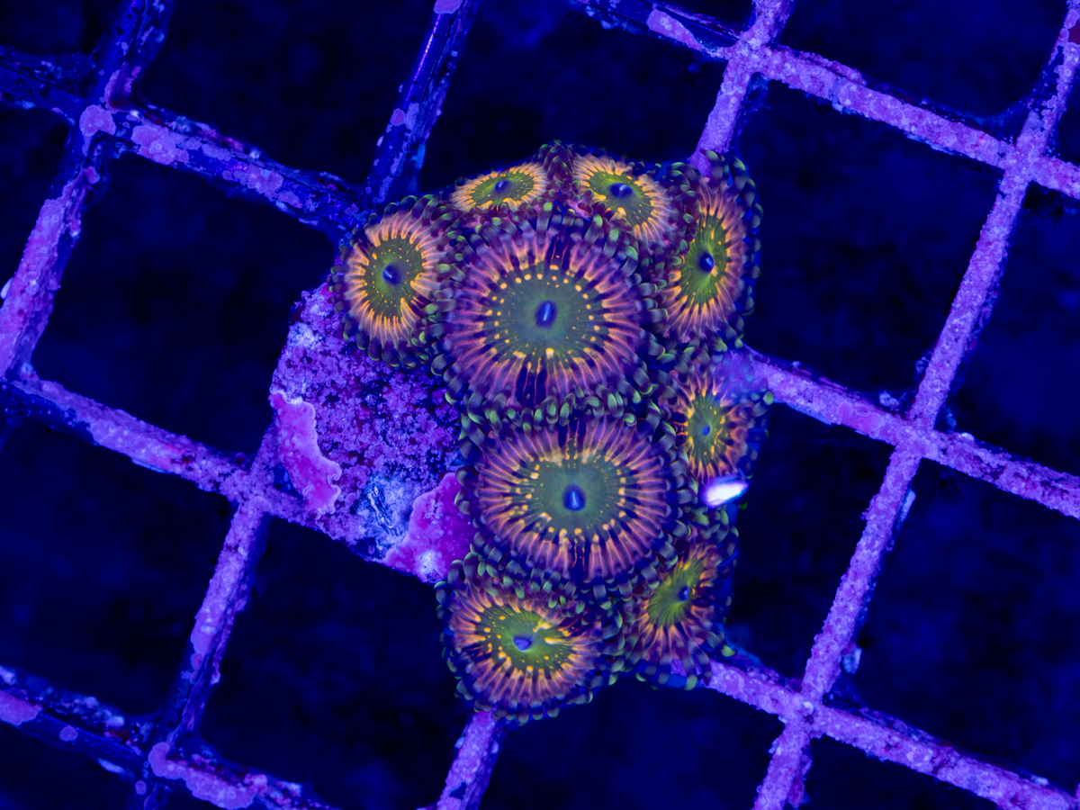 CK Monsters Inc Zoa ( 8-10  Polyps)