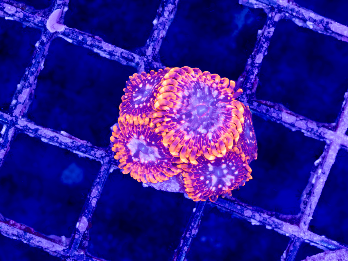 Utter Chaos WYSIWYG ( 4-6 Polyps)