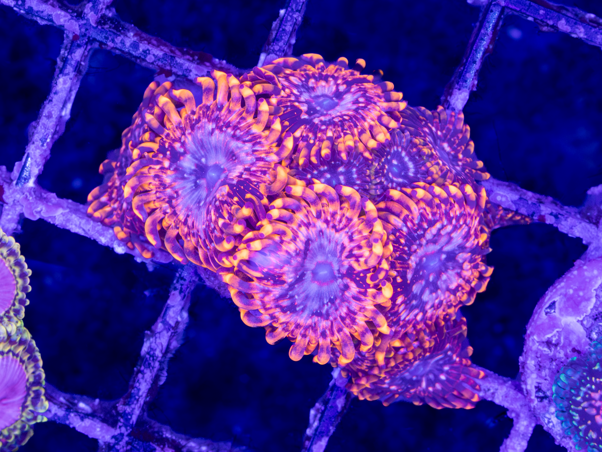 Utter Chaos WYSIWYG ( 7-9 Polyps)