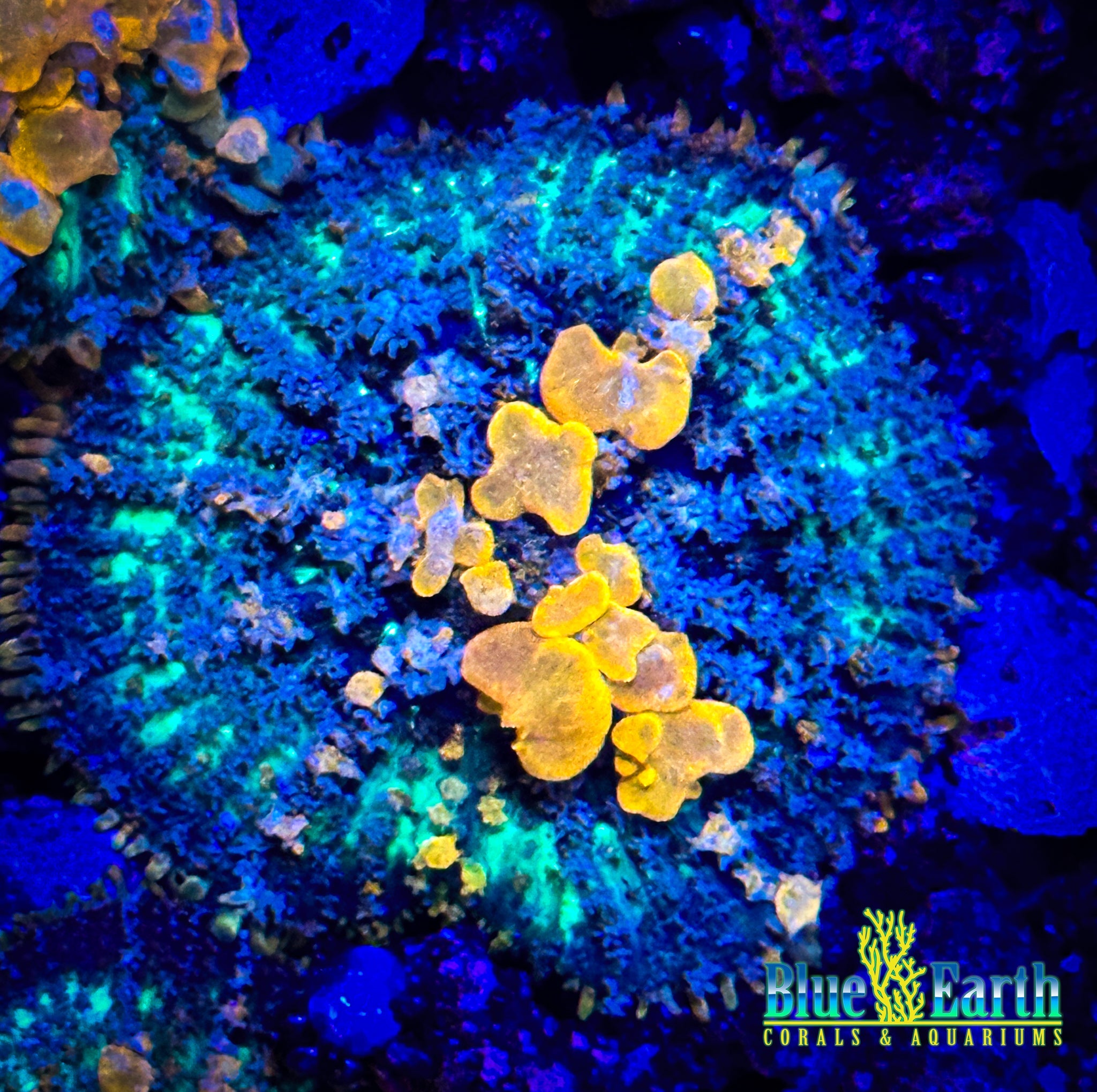 BEC Sunkist Bounce Mushroom