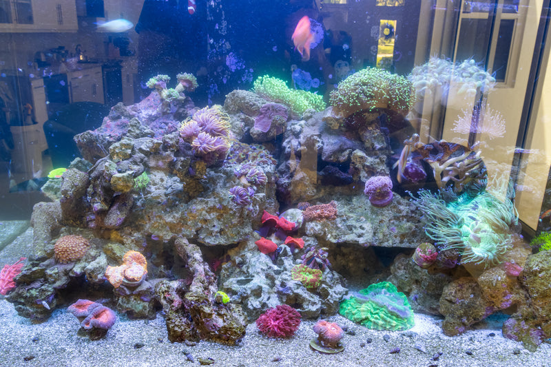 175 Gallon Custom Canopy Living Reef