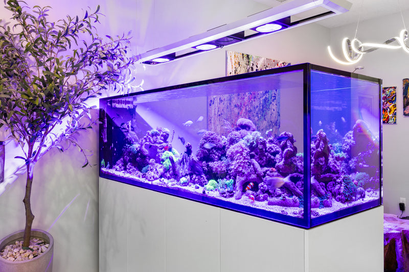 200 Gallon Red Sea Peninsula 950 Room Divider