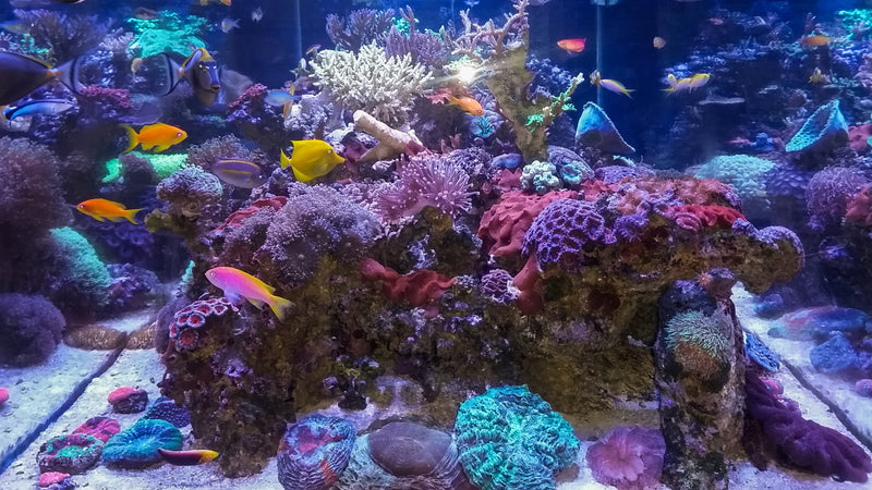 500 Gallon Custom Peninsula