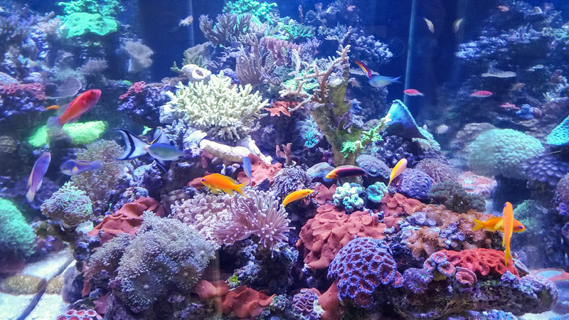 500 Gallon Custom Peninsula
