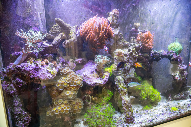 150 Gallon Great Room Aquarium