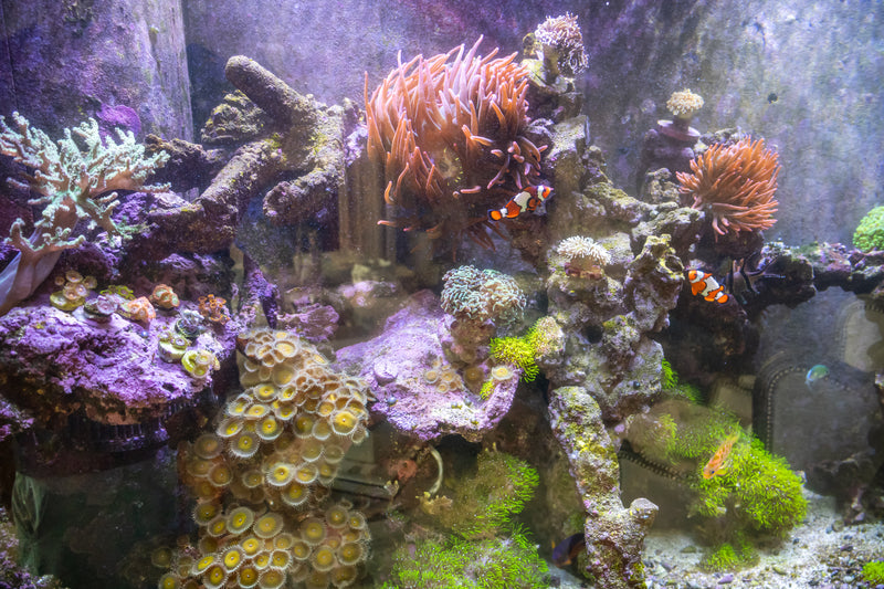 150 Gallon Great Room Aquarium