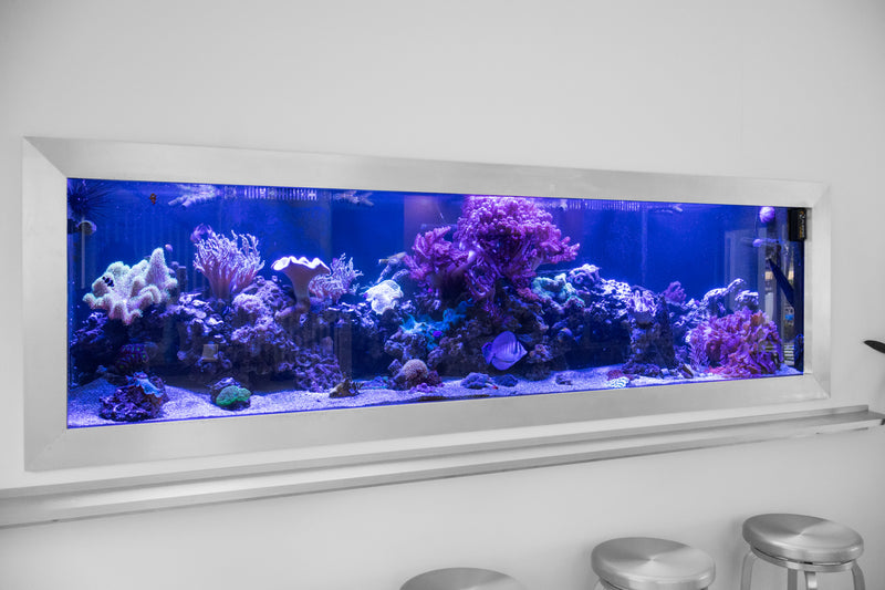 425 Gallon Modern Entertainment Coral Reef