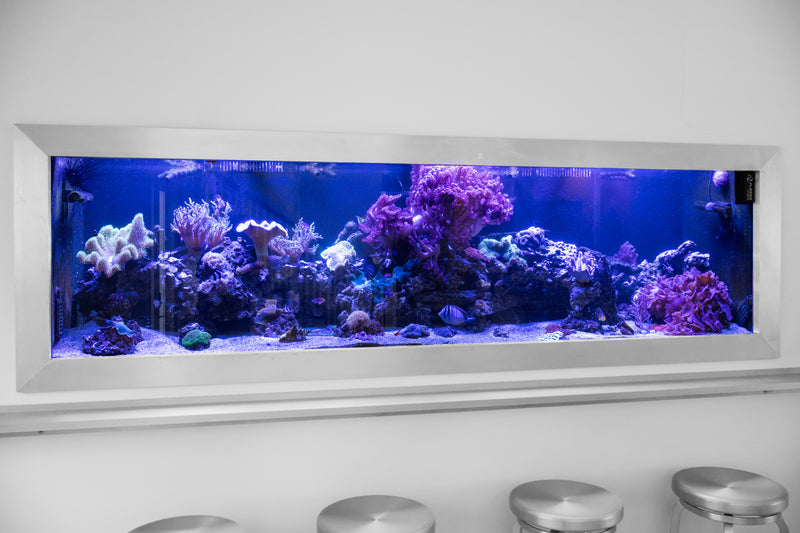 425 Gallon Modern Entertainment Coral Reef