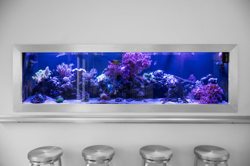 425 Gallon Modern Entertainment Coral Reef