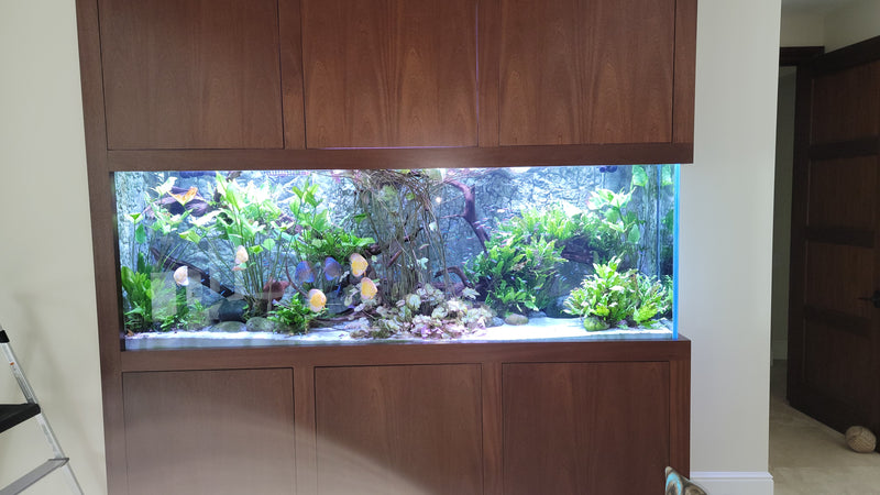 220 Gallon Freshwater Living Room Feature