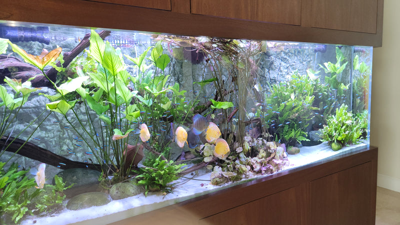 220 Gallon Freshwater Living Room Feature