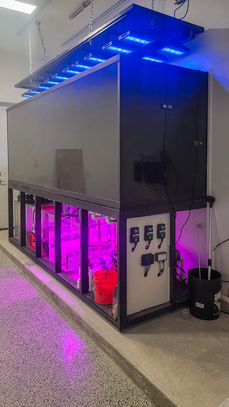 2000 Gallon Artistic Reef Aquarium