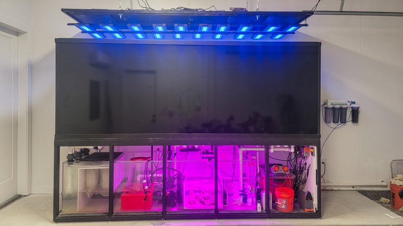 2000 Gallon Artistic Reef Aquarium