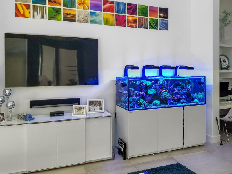 125 Gallon Red Sea 625XXL Showcase