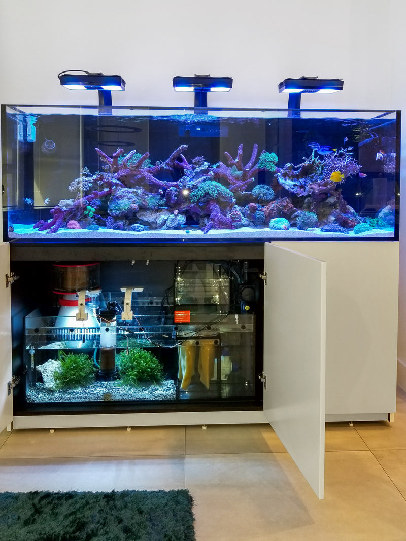 125 Gallon Red Sea 625XXL Showcase