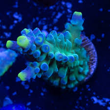 WWC Yellow tip WYSIWYG