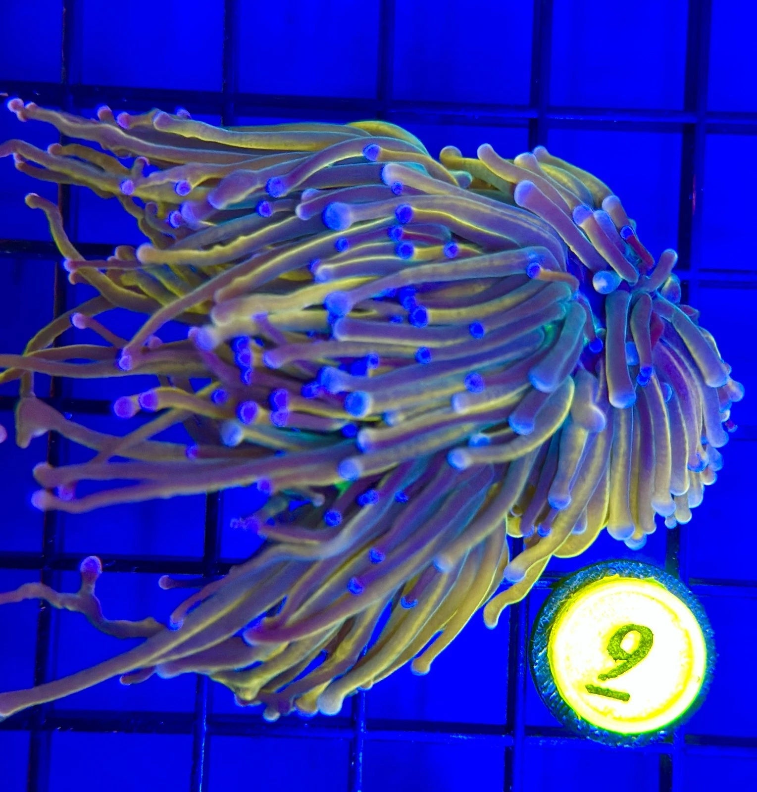 BEC Ultra NY Knicks Torch (Double heads) WYSIWYG