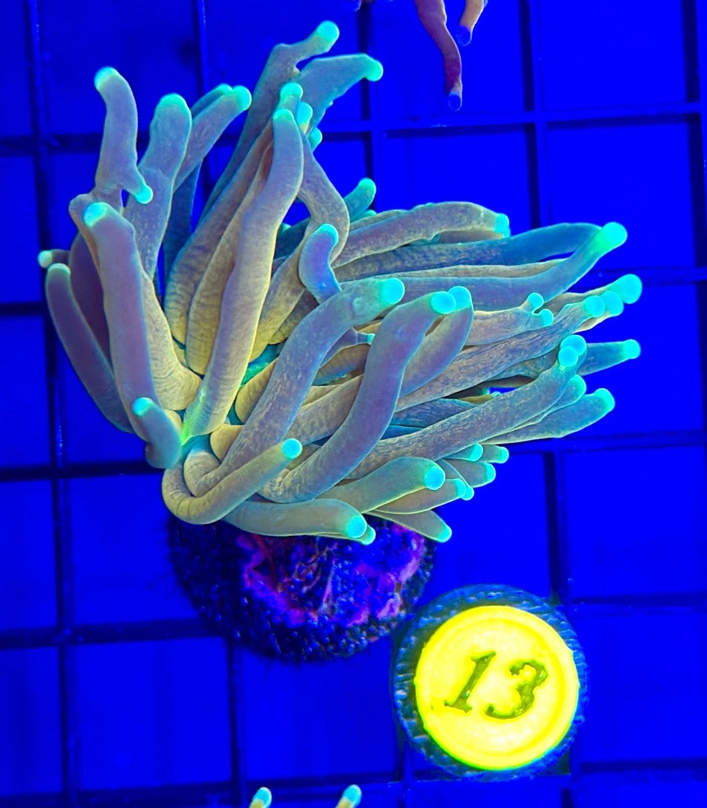 BEC Tiger Torch (Single Head) WYSIWYG