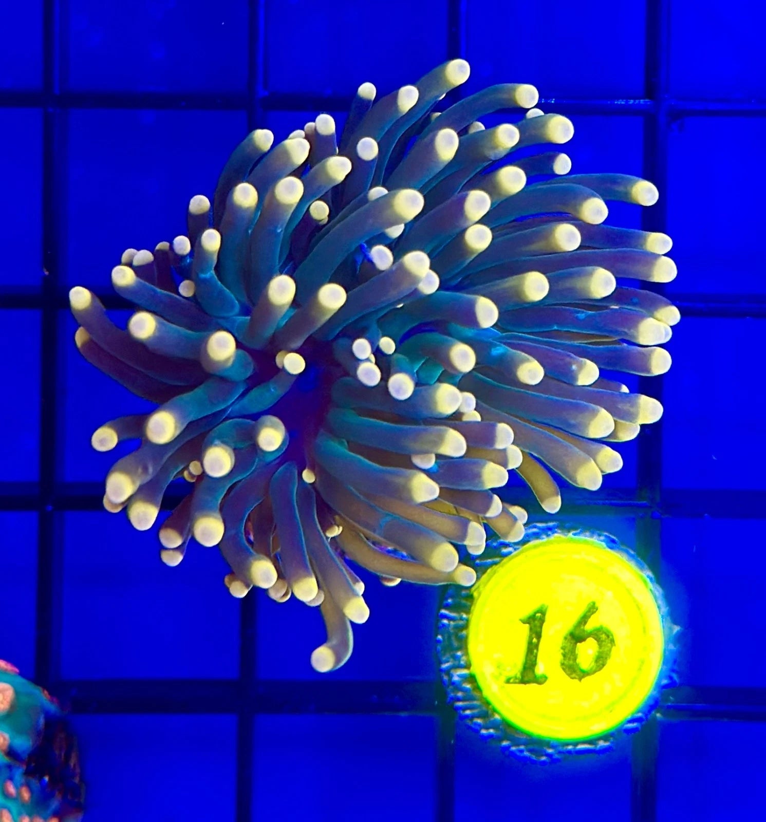 BEC Ultra Pink Tip Torch WYSIWYG