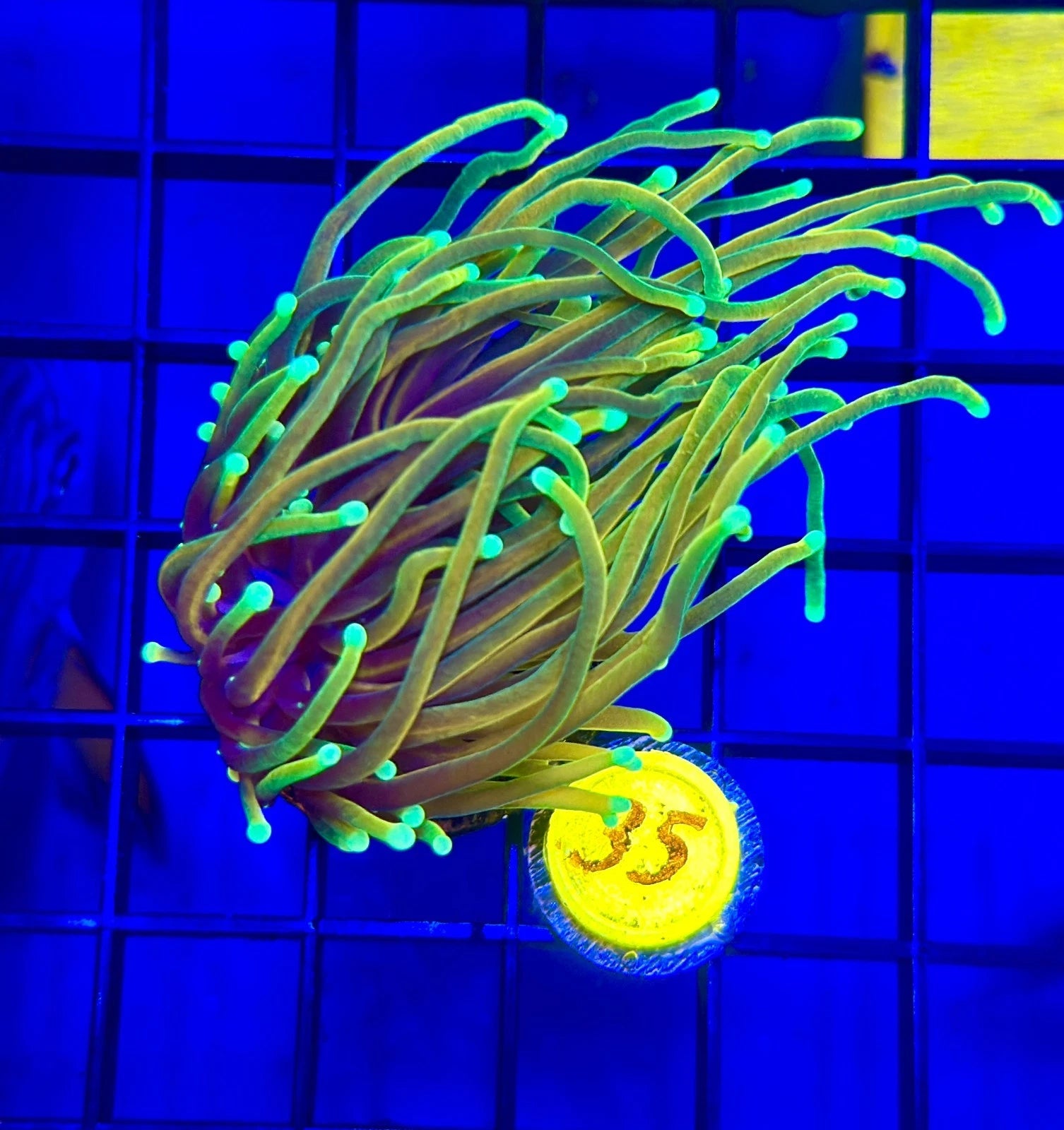 TSA Blowtorch Torch WYSIWYG