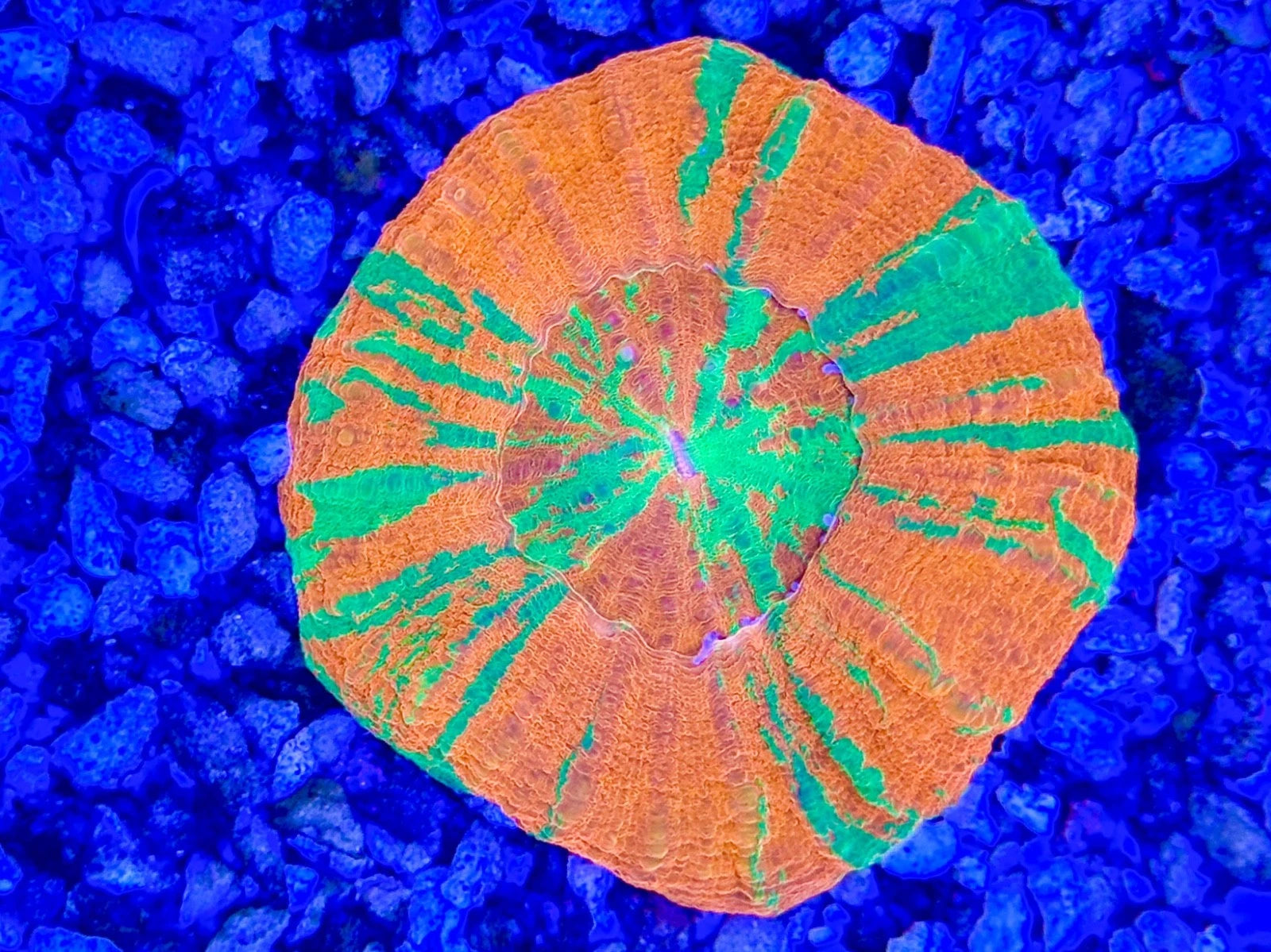 BEC Reverse Bleeding Apple Scoly WYSIWYG