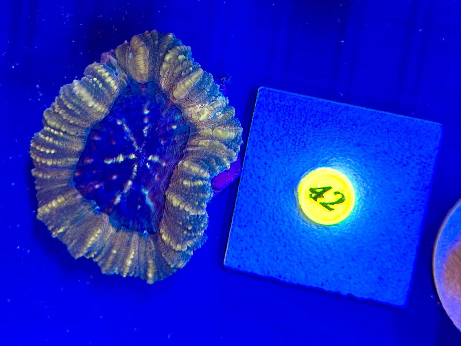 BEC SunBurst Lobo WYSIWYG