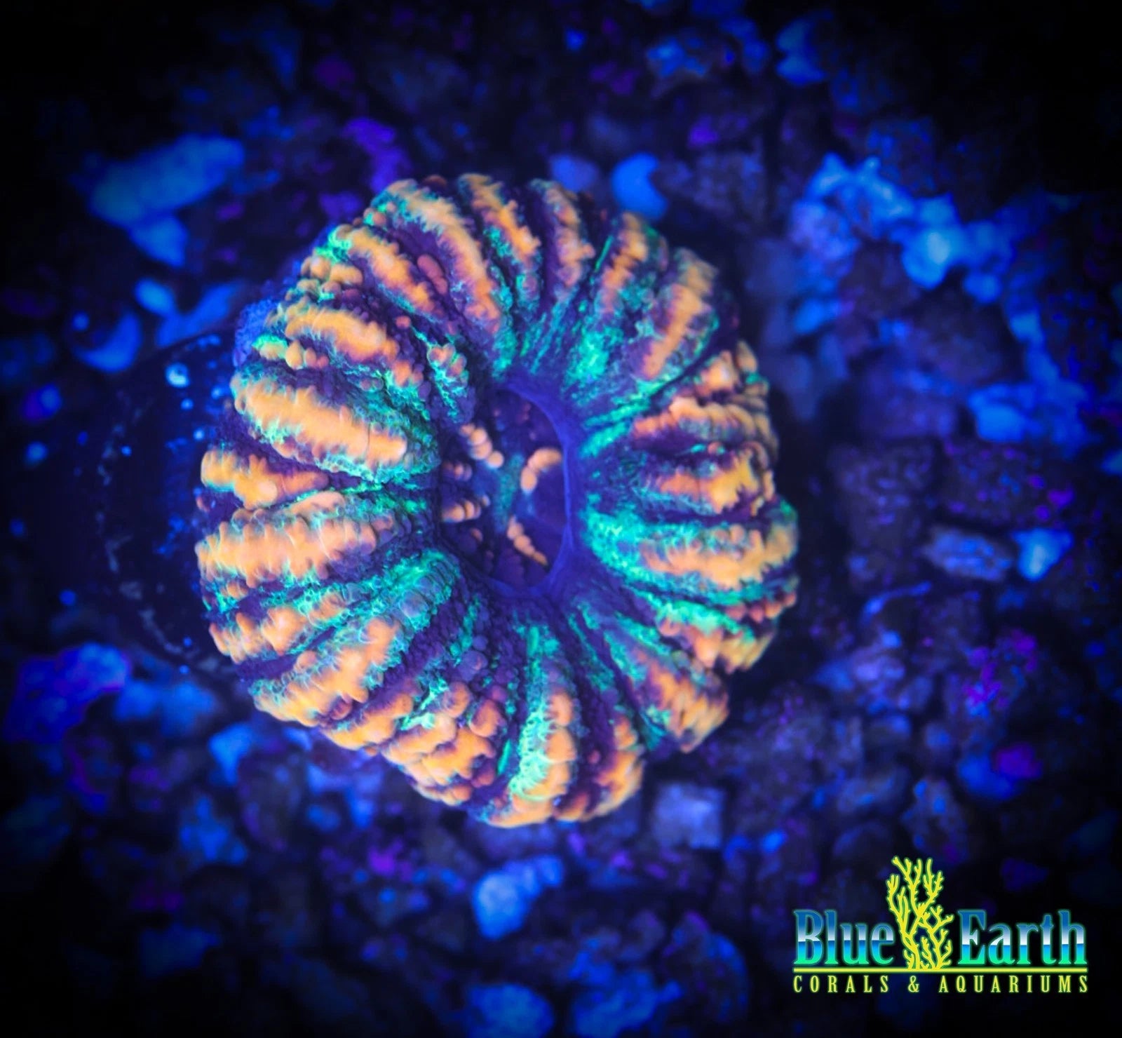 BEC Sun Kissed Button Scoly WYSIWYG