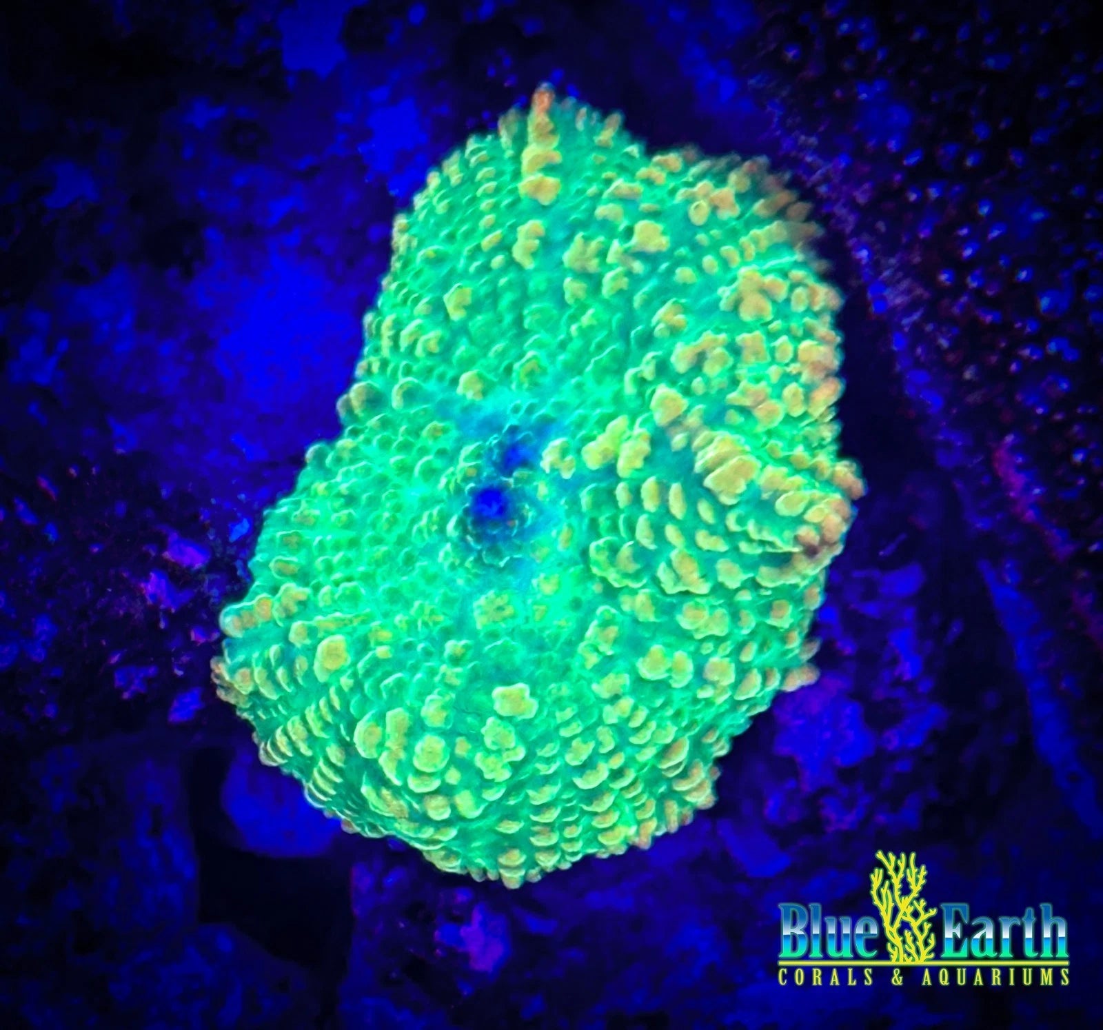 Tequila sunrise Mushroom WYSIWYG